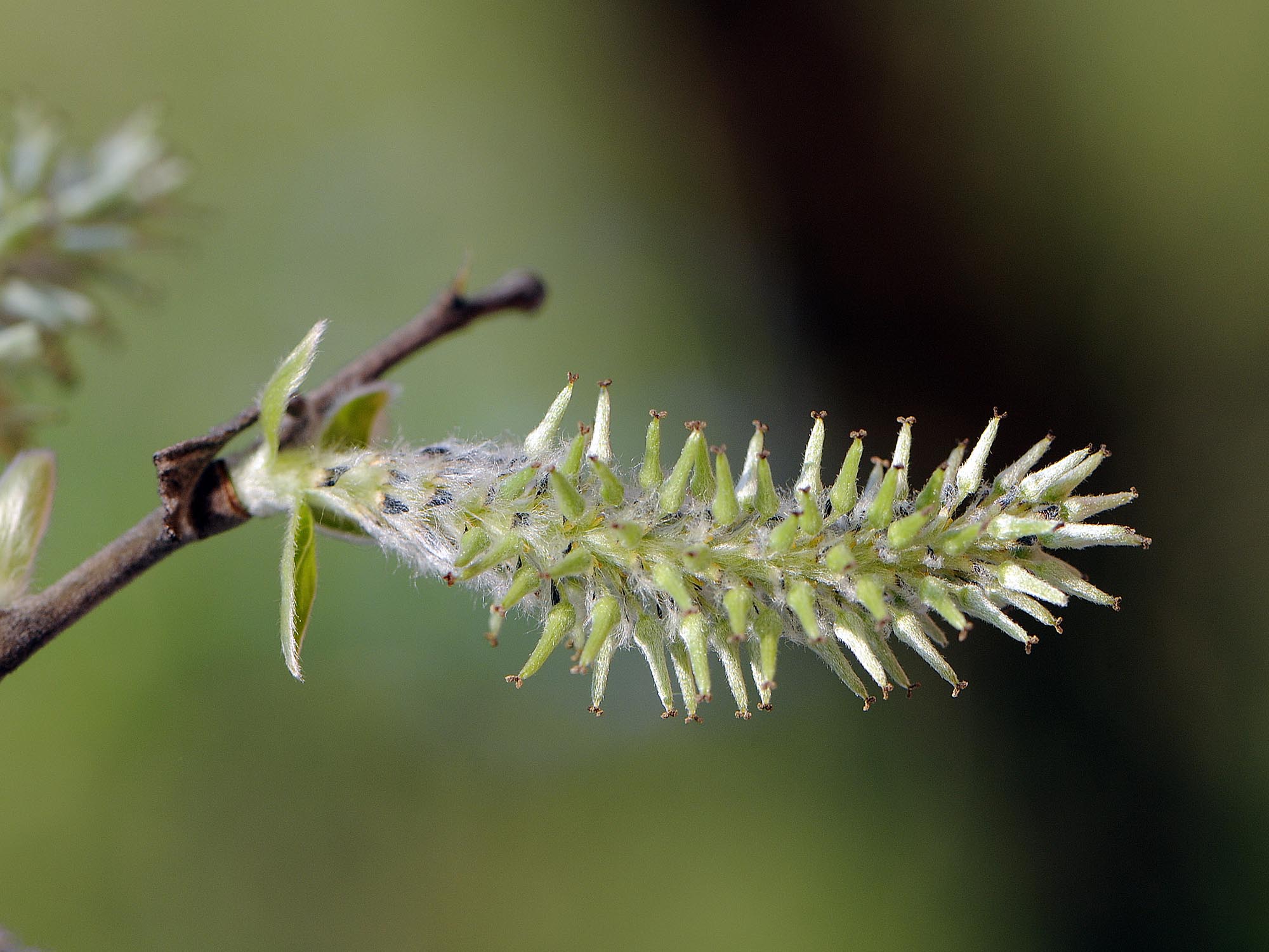 Salix cinerea / Salice cinereo